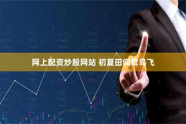 网上配资炒股网站 初夏田间鹭鸟飞